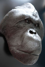 Laden Sie das Bild in den Galerie-Viewer, Male Orangutan Head (Life Cast) Bone Clones