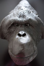 Laden Sie das Bild in den Galerie-Viewer, Male Orangutan Head (Life Cast) Bone Clones