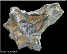画像をギャラリービューアに読み込む, Pawpawsaurus skull cast plus shipping to France