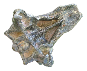 Pawpawsaurus skull cast plus shipping to France