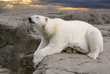 Load image into Gallery viewer, Bear: Adult Polar Bear footprint cast replica