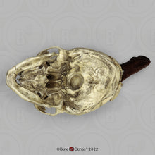 Charger l&#39;image dans la galerie, Spanish Conquistador Human Skull with Broad Ax Trauma Human skull Ax cast replica