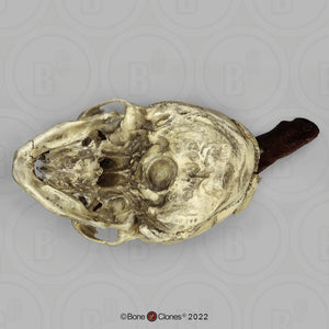 Spanish Conquistador Human Skull with Broad Ax Trauma Human skull Ax cast replica