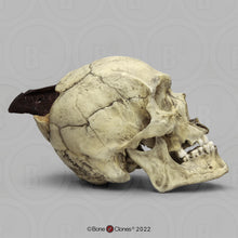 画像をギャラリービューアに読み込む, Spanish Conquistador Human Skull with Broad Ax Trauma Human skull Ax cast replica