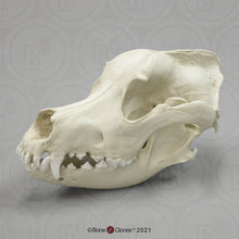 画像をギャラリービューアに読み込む, Great Dane skull cast replica #1 reproduction Bone Clones 2023