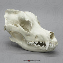 Load image into Gallery viewer, Great Dane skull cast replica #1 reproduction Bone Clones 2023