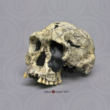 Cargar imagen en el visor de la galería, KNM-ER 1813

Homo habilis cast replica (skull only) Updated 2023