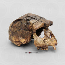 Load image into Gallery viewer, Homo erectus Sangiran 17 Skull Model cranium replica Full-size cast