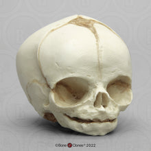Laden Sie das Bild in den Galerie-Viewer, Bone Clones Fetal Human Skulls Set Of 5 Homo sapiens 20 To 40 Weeks Medical replicas casts reproductions