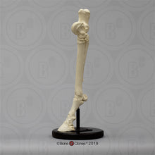 Load image into Gallery viewer, Horse Horse Hind Foot
Cast Replicas Bone Clones 2026