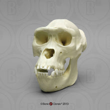 Load image into Gallery viewer, Lowland Gorilla Female Skull cast replica BC-035 (1/26)
