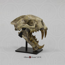 Cargar imagen en el visor de la galería, Dinictis Skull Replica Cast Museum Dinictis Skull with stand (2024)