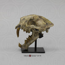 Cargar imagen en el visor de la galería, Dinictis Skull Replica Cast Museum Dinictis Skull with stand (2024)