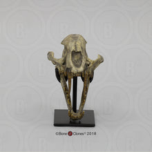 Load image into Gallery viewer, Dinictis Skull Replica Cast Museum Dinictis Skull with stand (2024)