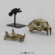 Cargar imagen en el visor de la galería, Dinictis Skull Replica Cast Museum Dinictis Skull with stand (2024)