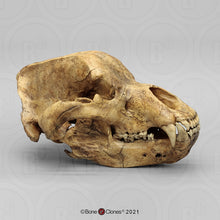 Laden Sie das Bild in den Galerie-Viewer, Cave Bear skull cast replica #1 (updated 1/26) Bone Clones BC-132
