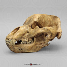 Laden Sie das Bild in den Galerie-Viewer, Cave Bear skull cast replica #1 (updated 1/26) Bone Clones BC-132