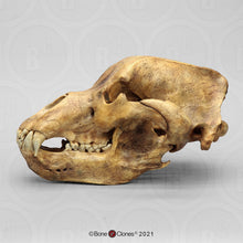 Laden Sie das Bild in den Galerie-Viewer, Cave Bear skull cast replica #1 (updated 1/26) Bone Clones BC-132