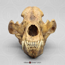 Laden Sie das Bild in den Galerie-Viewer, Cave Bear skull cast replica #1 (updated 1/26) Bone Clones BC-132
