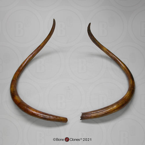 Woolly Mammoth Tusks Cast Replica Ice Age