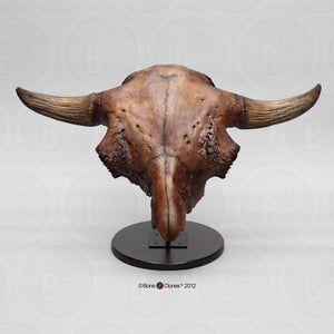 Bison antiquus fossil skull cast replica #2 with stand Updated 2023