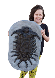 Terataspis grandis (Giant Trilobite) Cast Replica