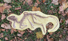 Laden Sie das Bild in den Galerie-Viewer, Discounted Heterodontosaurus skeleton cast replica