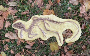 Discounted Heterodontosaurus skeleton cast replica