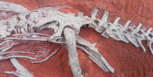 Cargar imagen en el visor de la galería, Discounted Heterodontosaurus skeleton cast replica