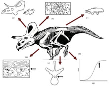 Laden Sie das Bild in den Galerie-Viewer, Dinosaur rental package #July 2026
