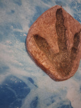 Load image into Gallery viewer, Dinosaur Large Footprint Track Cast Replica Carnosaur Jurassic Virginia replica Theropod Grallator
