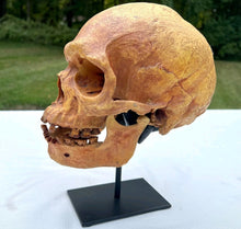 Load image into Gallery viewer, Human Male Australian Aboriginal Skull Painted
BC-031P Bone Clones (2026)