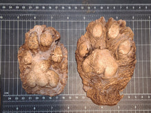 Laden Sie das Bild in den Galerie-Viewer, Mountain Lion (Cougar) 2 footprint cast replicas Mt Lion Tracks #2 and #3