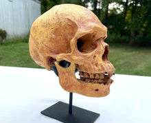 Load image into Gallery viewer, Human Male Australian Aboriginal Skull Painted
BC-031P Bone Clones (2026)