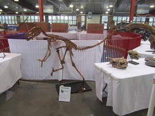 Load image into Gallery viewer, Dinosaur rental package #2026