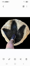 Load image into Gallery viewer, Tyrannosaurus Rex T.rex footprint track cast replica #1 T-rex