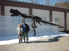 Laden Sie das Bild in den Galerie-Viewer, Tinker the T.rex Rib cast replica T-rex