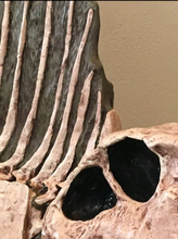 Load image into Gallery viewer, Dimetrodon half skeleton cast replica 2025