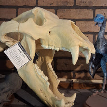 Load image into Gallery viewer, Bear: Grizzly Bear skull Cast Replica Bone Clones (Updated 2026) Kodiak