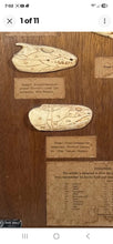 Load image into Gallery viewer, Antique Ward’s Girard Natural Science – “Evolution of the Human Skull” Anatomical Model