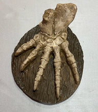 Cargar imagen en el visor de la galería, Dimetrodon Foot cast replica