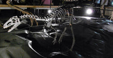 Laden Sie das Bild in den Galerie-Viewer, Dinosaur rental package #July 2026