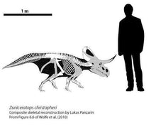 Laden Sie das Bild in den Galerie-Viewer, Dinosaur rental package #July 2026