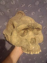 Cargar imagen en el visor de la galería, Bigfoot Skull Gigantopithecus Skull #2 Skull only No Jaw