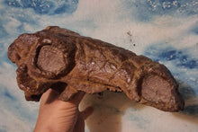 Load image into Gallery viewer, Pawpawsaurus Nodosaurid Ankylosaur skull (lacking mandible) Dinosaur Ankylosaurus skull cast replica