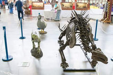 Load image into Gallery viewer, Dinosaur rental package #2026