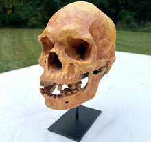 Load image into Gallery viewer, Human Male Australian Aboriginal Skull Painted
BC-031P Bone Clones (2026)