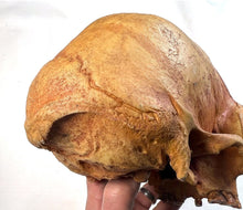 Load image into Gallery viewer, Human Male Australian Aboriginal Skull Painted
BC-031P Bone Clones (2026)