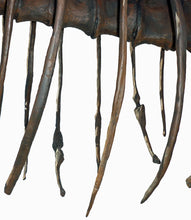 Laden Sie das Bild in den Galerie-Viewer, Tinker the T.rex Rib cast replica T-rex