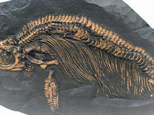 Laden Sie das Bild in den Galerie-Viewer, Ichyosaurus skeleton cast 57 inches long replica (TMF ICHTY 57")